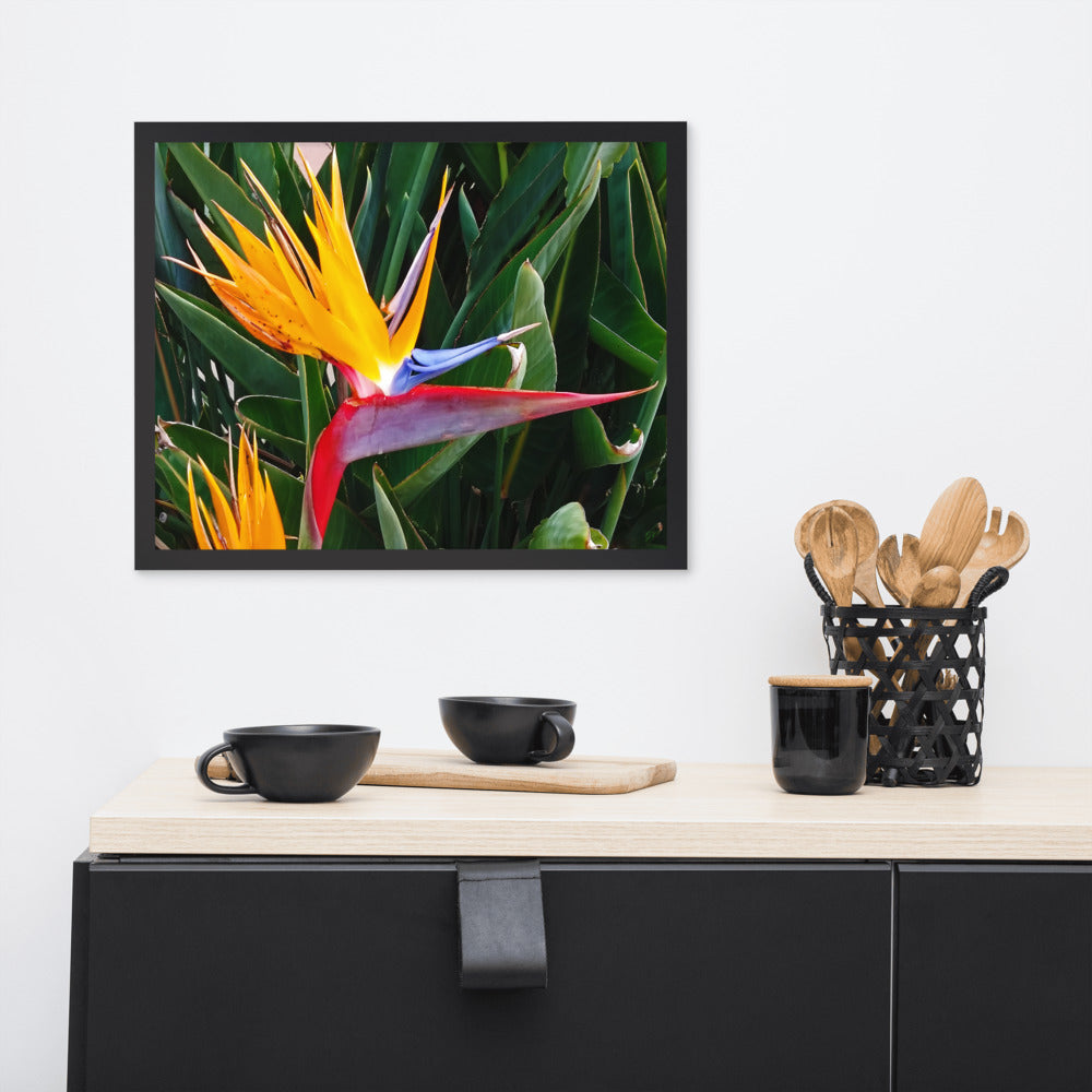 Bird of Paradise Original Colors Framed photo paper poster