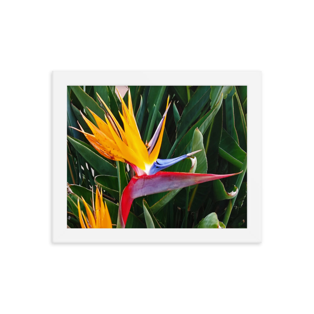 Bird of Paradise Original Colors Framed photo paper poster