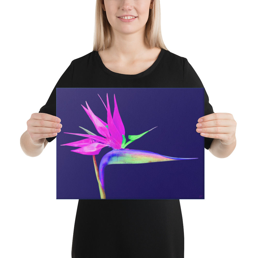 Pink Lady Bird of Paradise Canvas Print