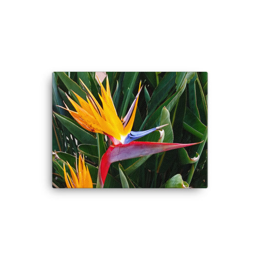 Bird of Paradise Original Colors Canvas Print