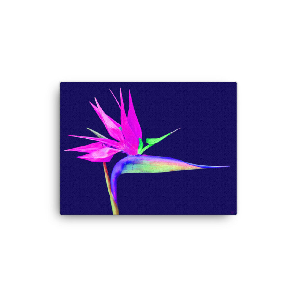 Pink Lady Bird of Paradise Canvas Print