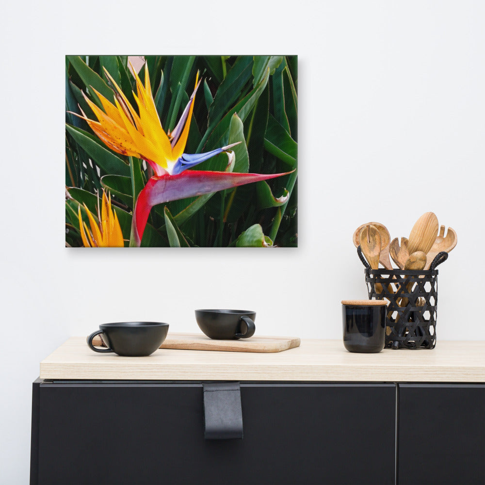 Bird of Paradise Original Colors Canvas Print