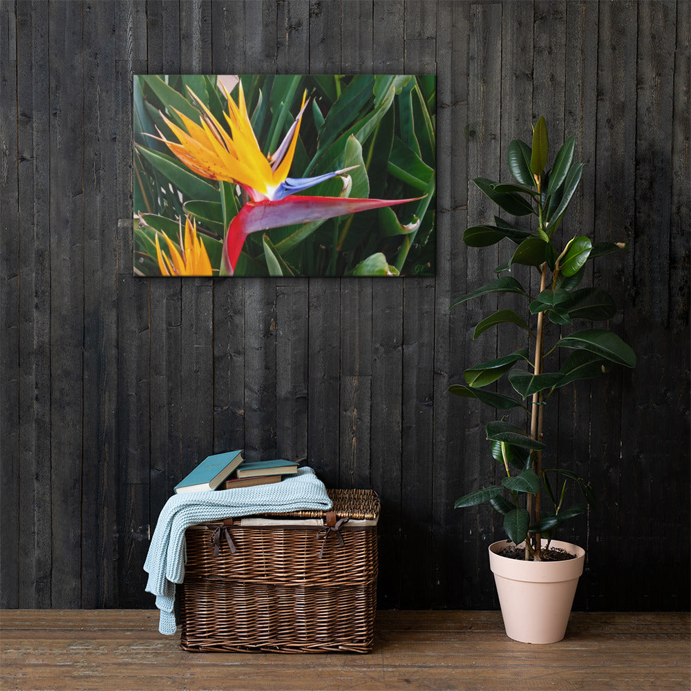 Bird of Paradise Original Colors Canvas Print