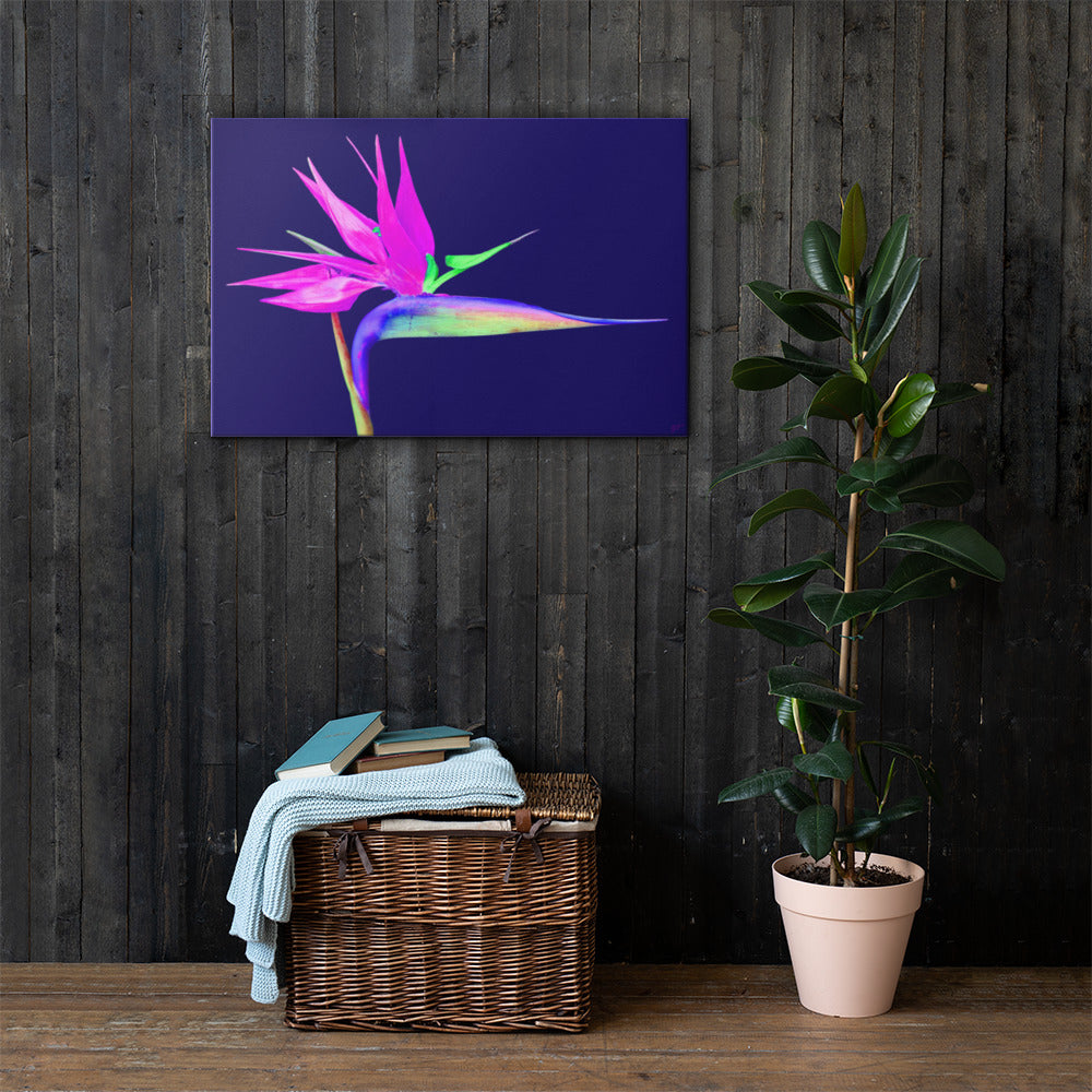 Pink Lady Bird of Paradise Canvas Print