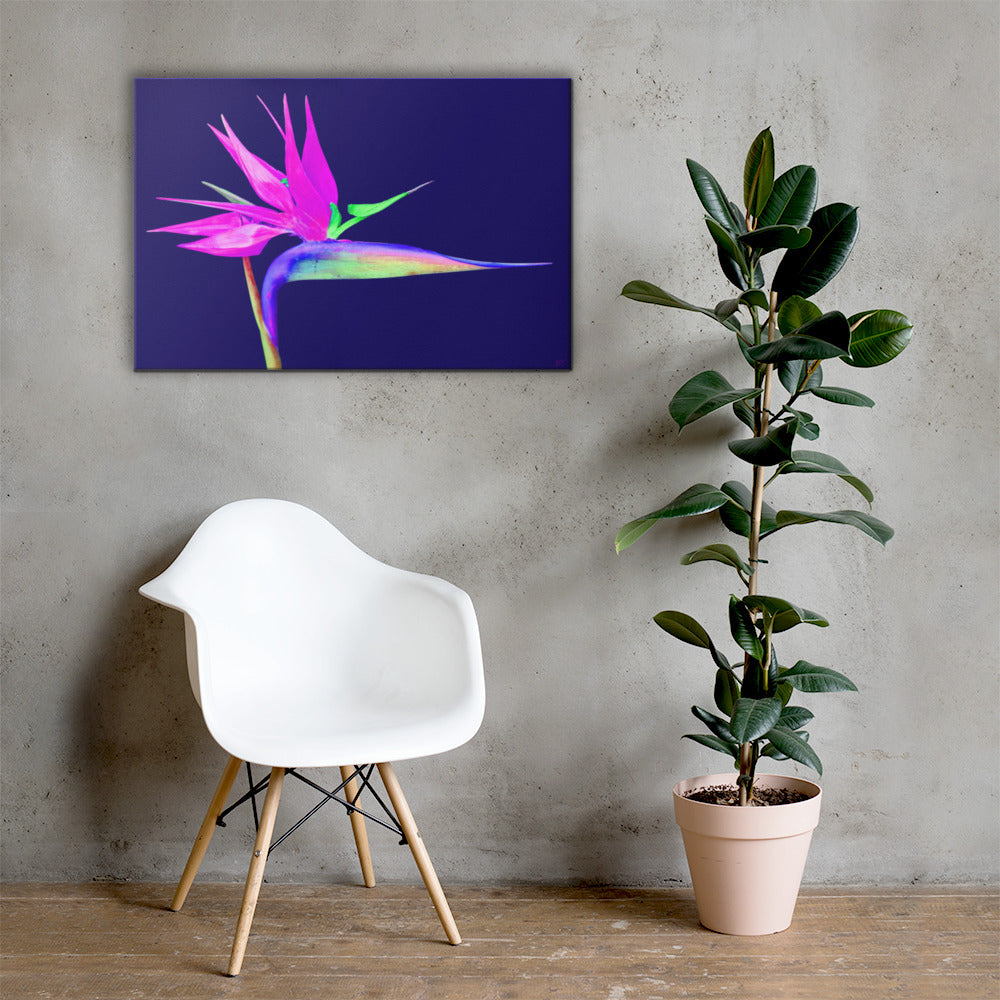 Pink Lady Bird of Paradise Canvas Print