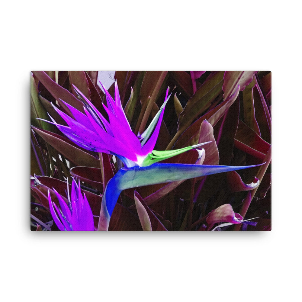 Bird of Paradise Purple Blue Canvas Print