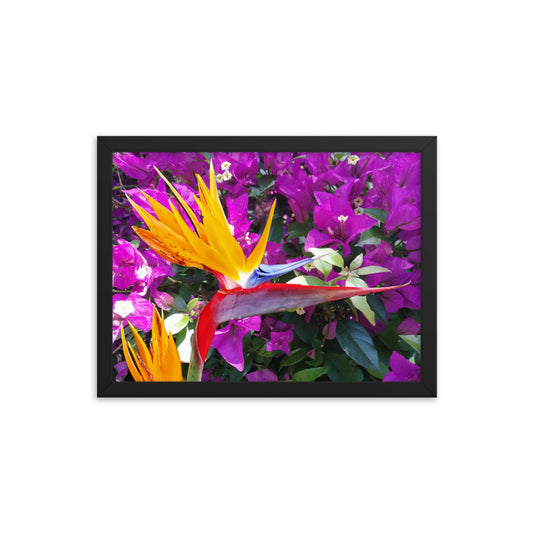 Bird of Paradise Original with Purple Flowers Framed poster