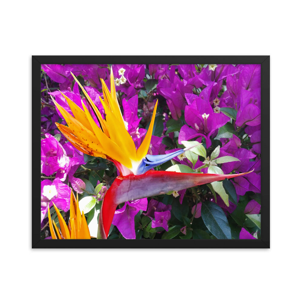 Bird of Paradise Original with Purple Flowers Framed poster