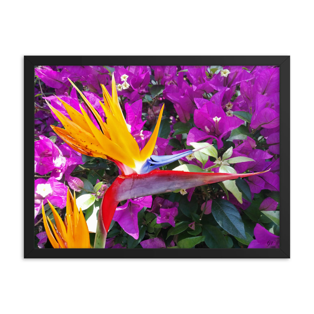 Bird of Paradise Original with Purple Flowers Framed poster