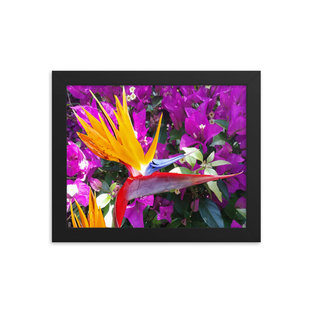 Bird of Paradise Original with Purple Flowers Framed poster