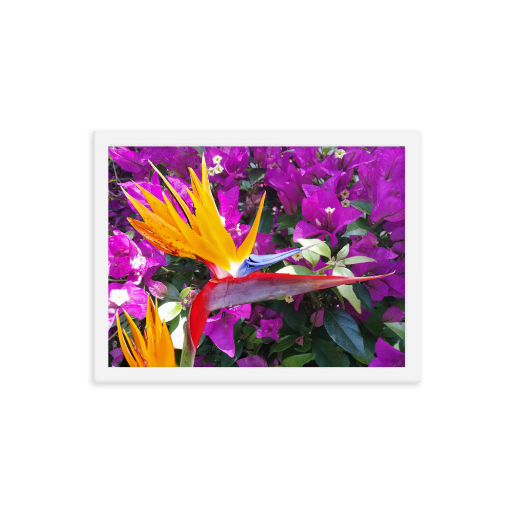 Bird of Paradise Original with Purple Flowers Framed poster