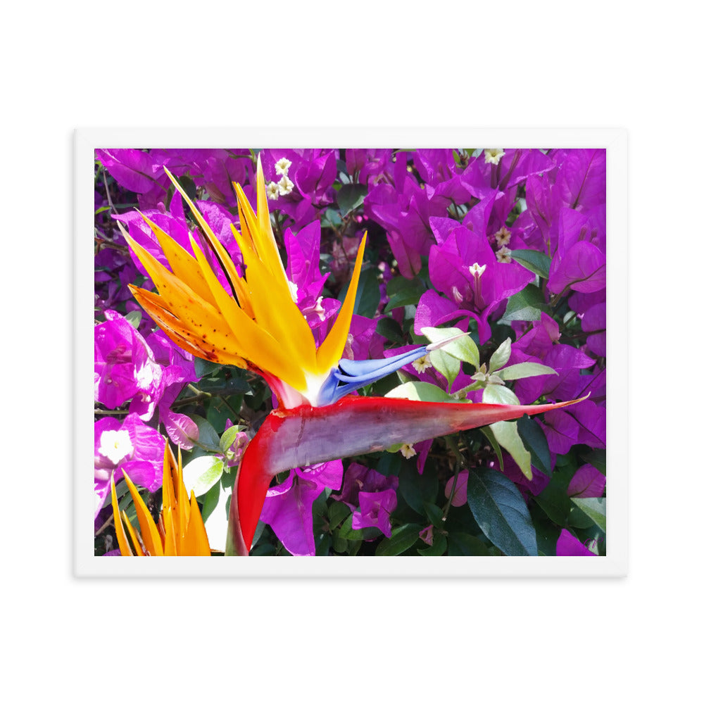 Bird of Paradise Original with Purple Flowers Framed poster