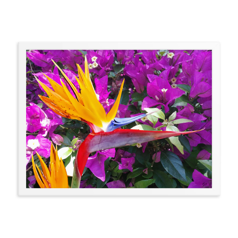 Bird of Paradise Original with Purple Flowers Framed poster