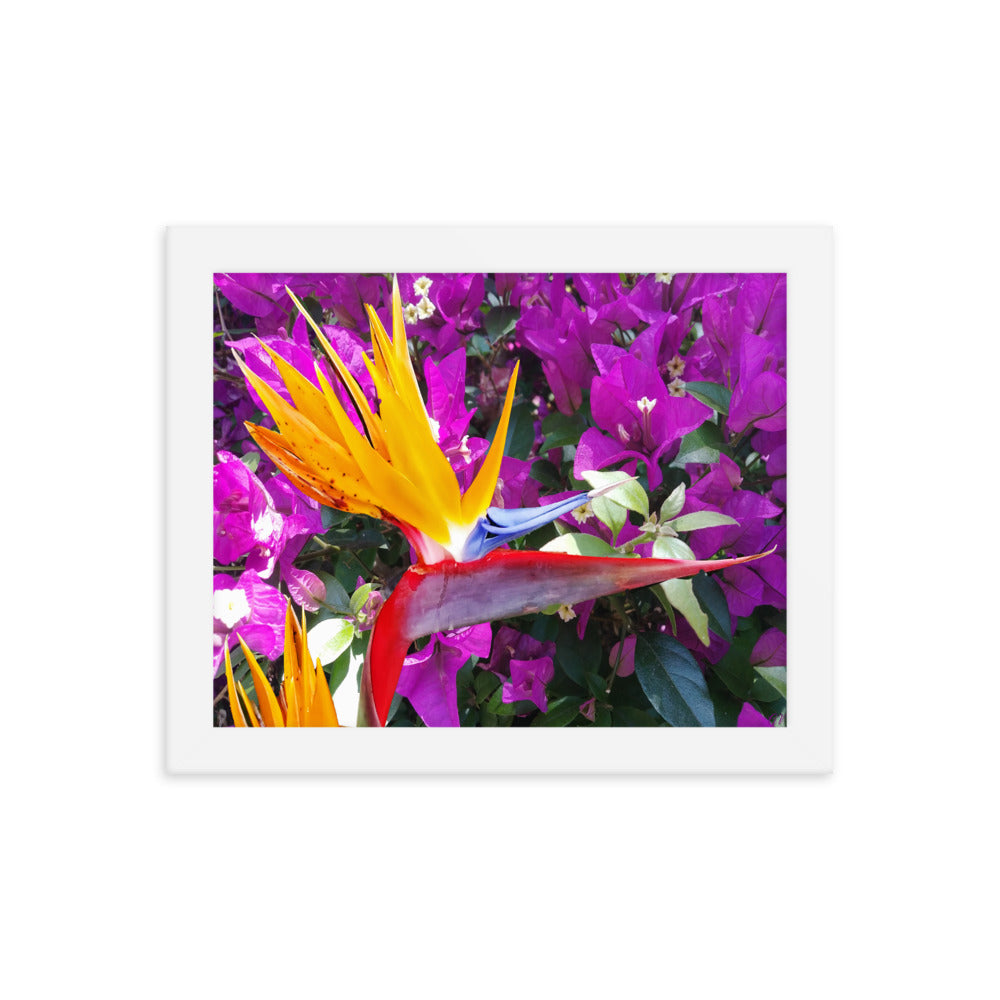 Bird of Paradise Original with Purple Flowers Framed poster