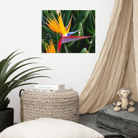 Bird of Paradise Original Colors Poster