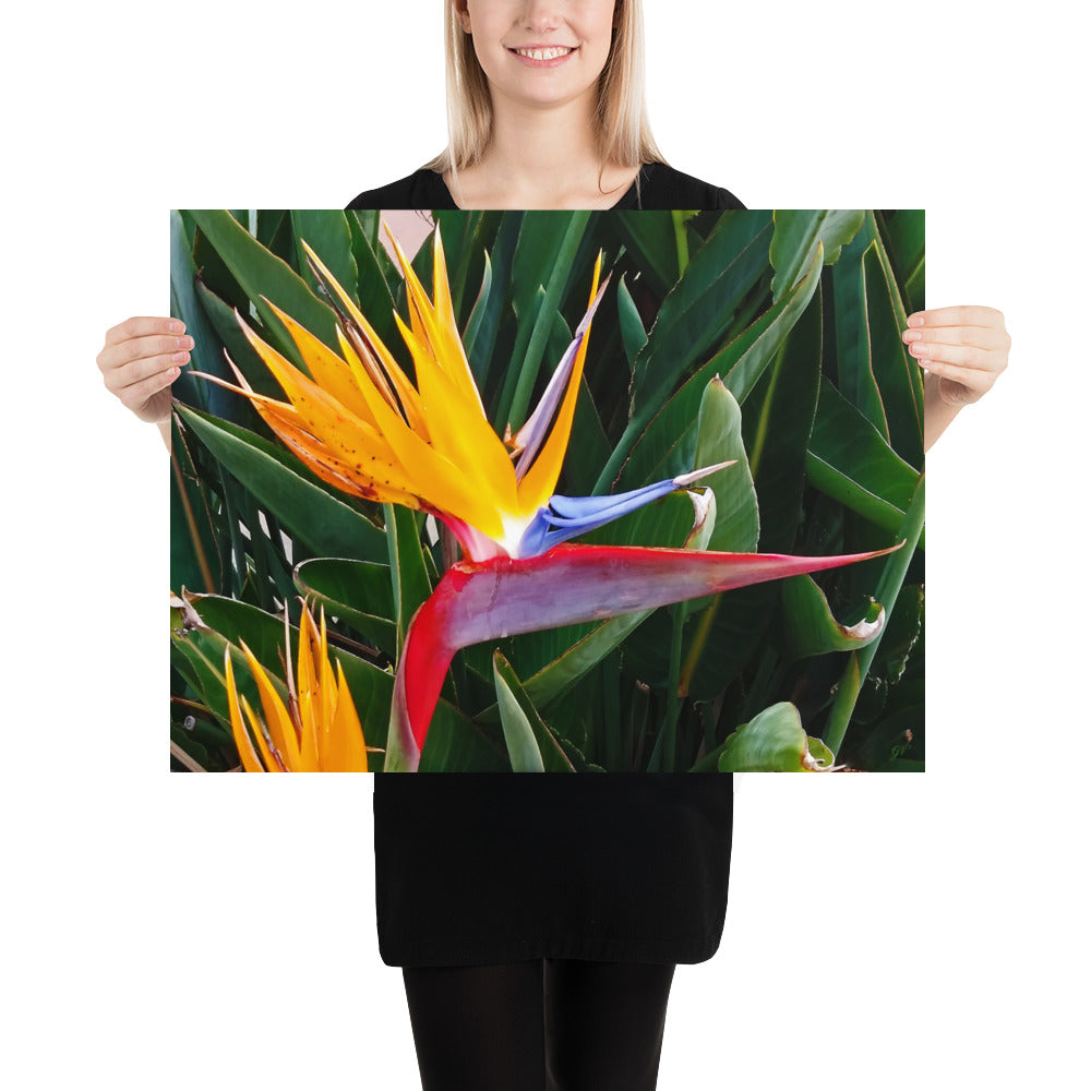 Bird of Paradise Original Colors Poster