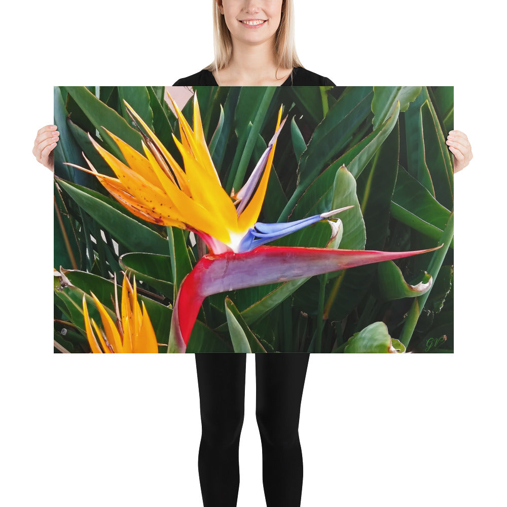 Bird of Paradise Original Colors Poster