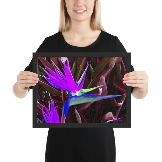 Bird of Paradise Purple Blue Framed photo paper poster