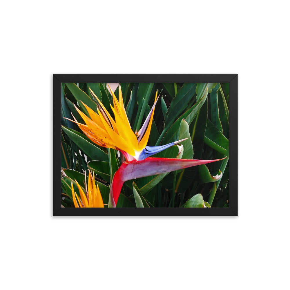 Bird of Paradise Original Colors Framed photo paper poster