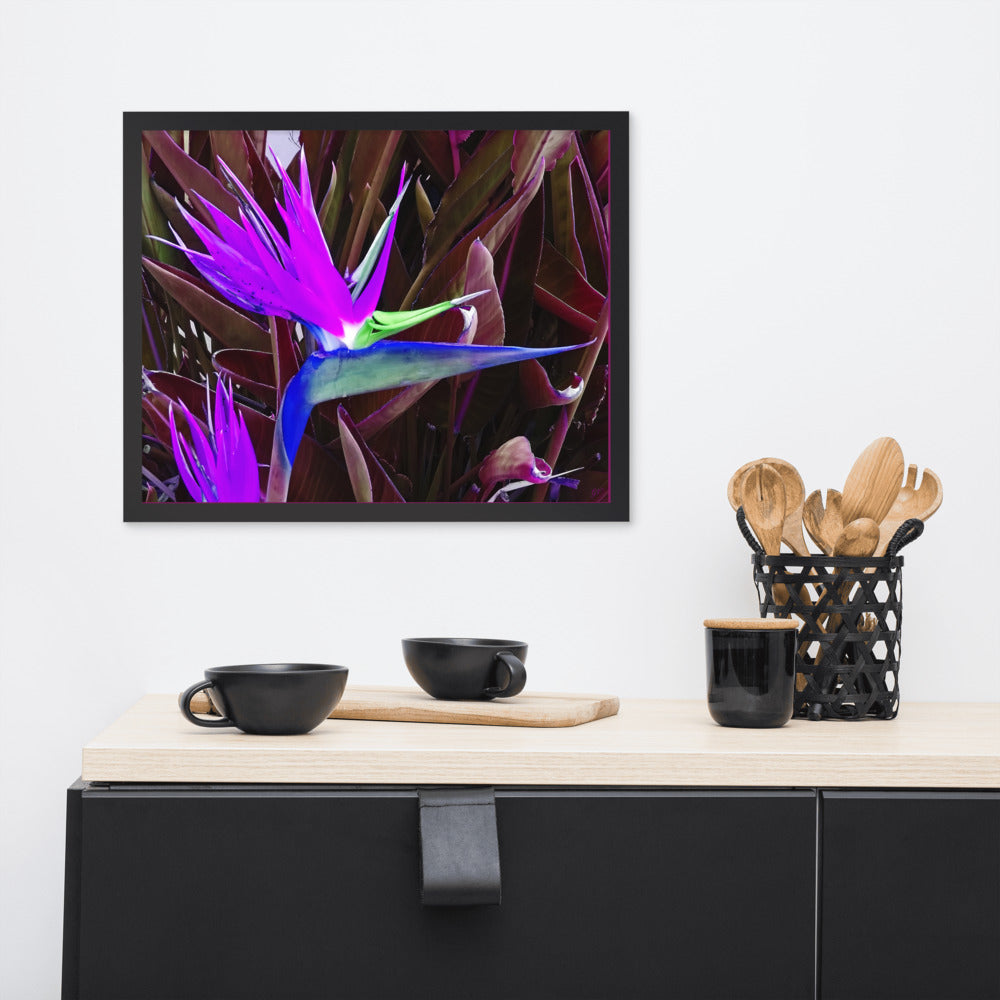 Bird of Paradise Purple Blue Framed photo paper poster