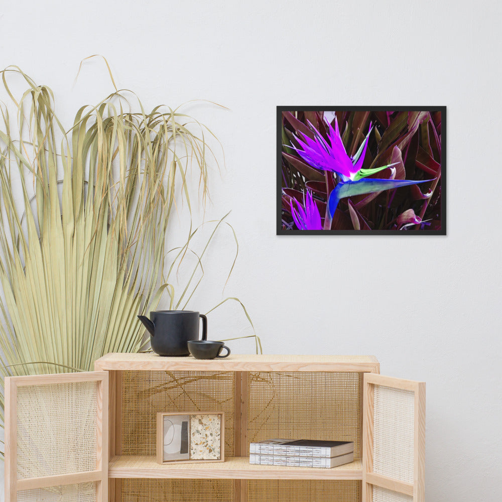 Bird of Paradise Purple Blue Framed photo paper poster