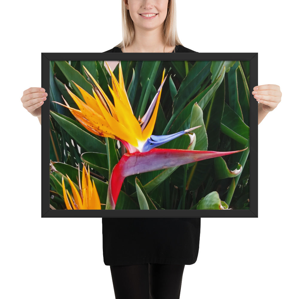 Bird of Paradise Original Colors Framed photo paper poster