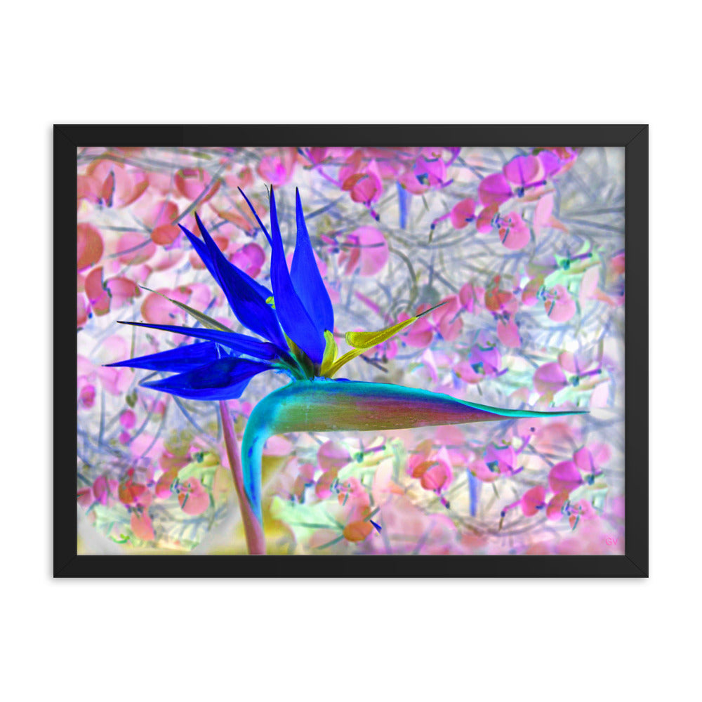 Bird of Paradise Pink Blossom Framed photo paper poster