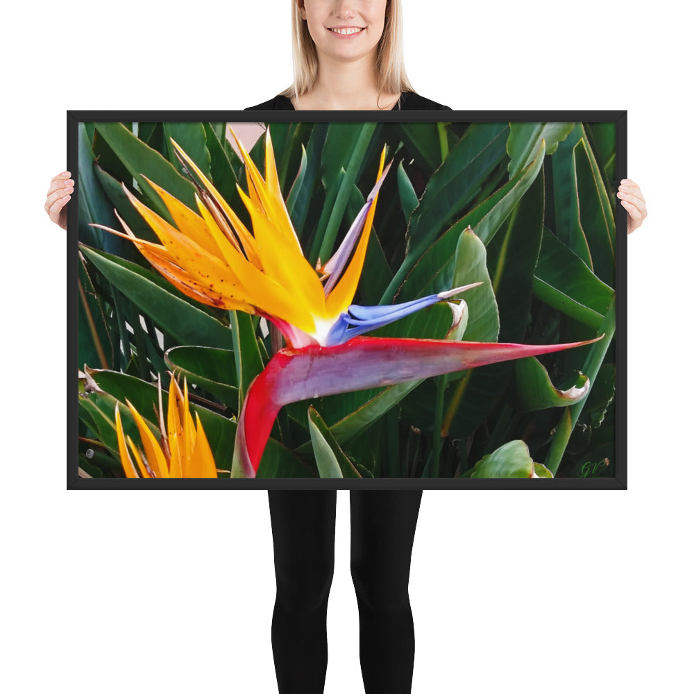 Bird of Paradise Original Colors Framed photo paper poster