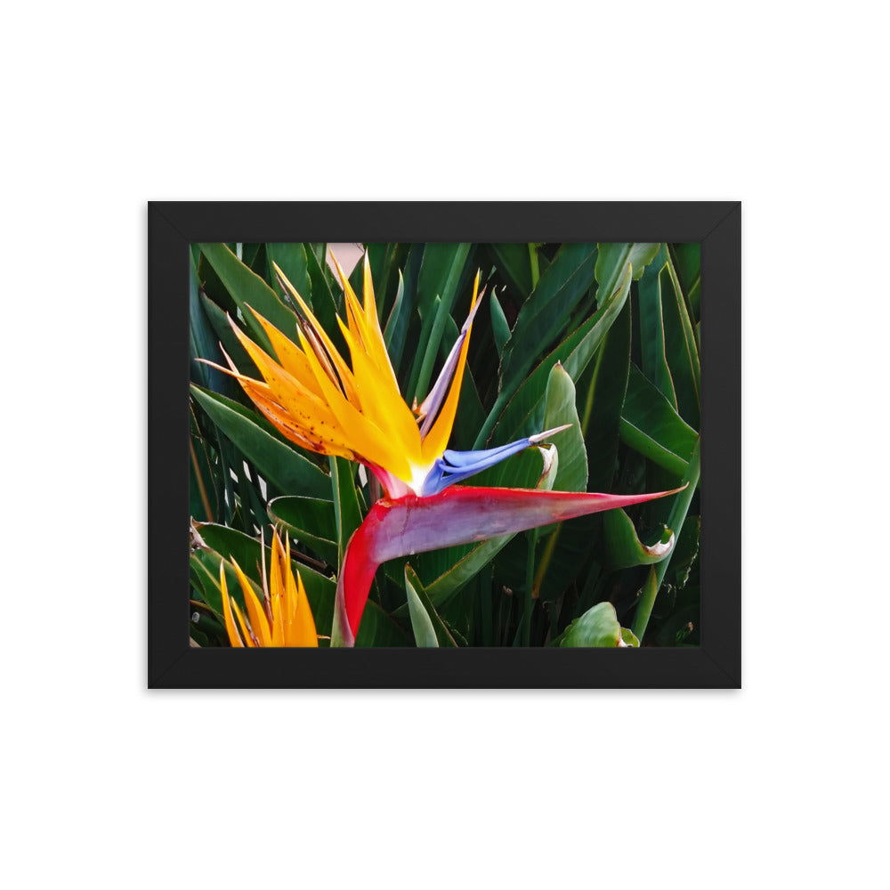 Bird of Paradise Original Colors Framed photo paper poster