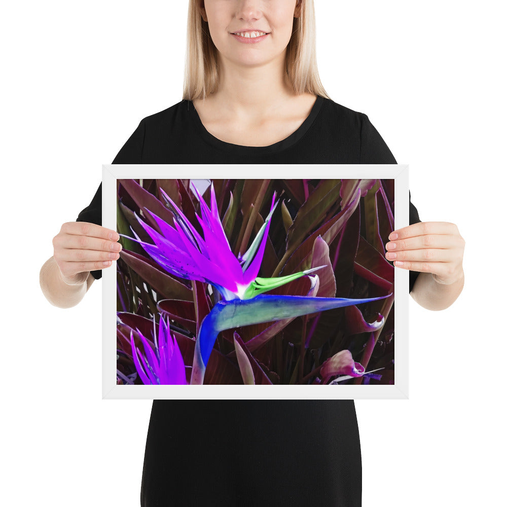 Bird of Paradise Purple Blue Framed photo paper poster