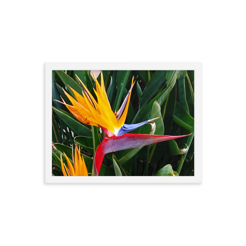 Bird of Paradise Original Colors Framed photo paper poster