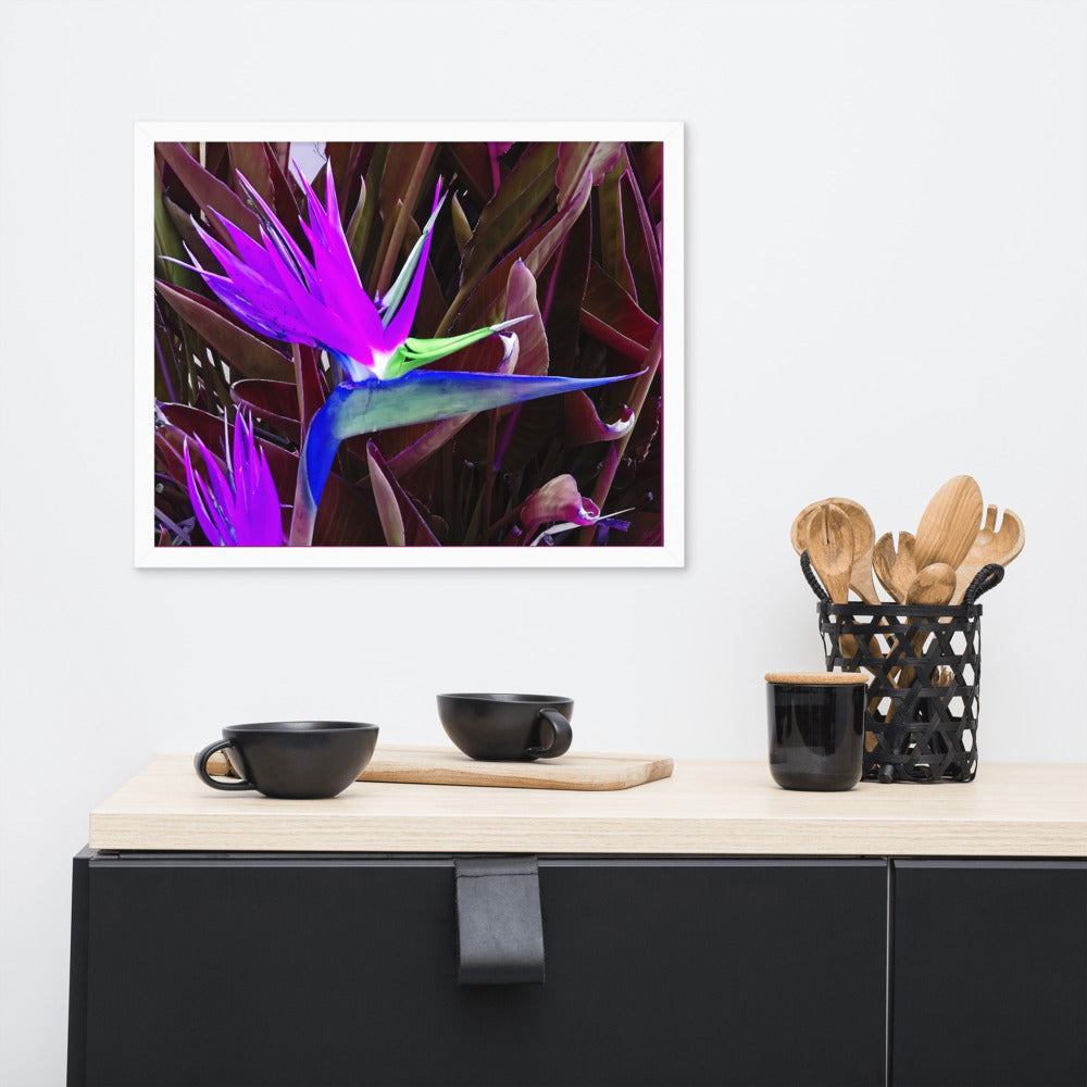 Bird of Paradise Purple Blue Framed photo paper poster