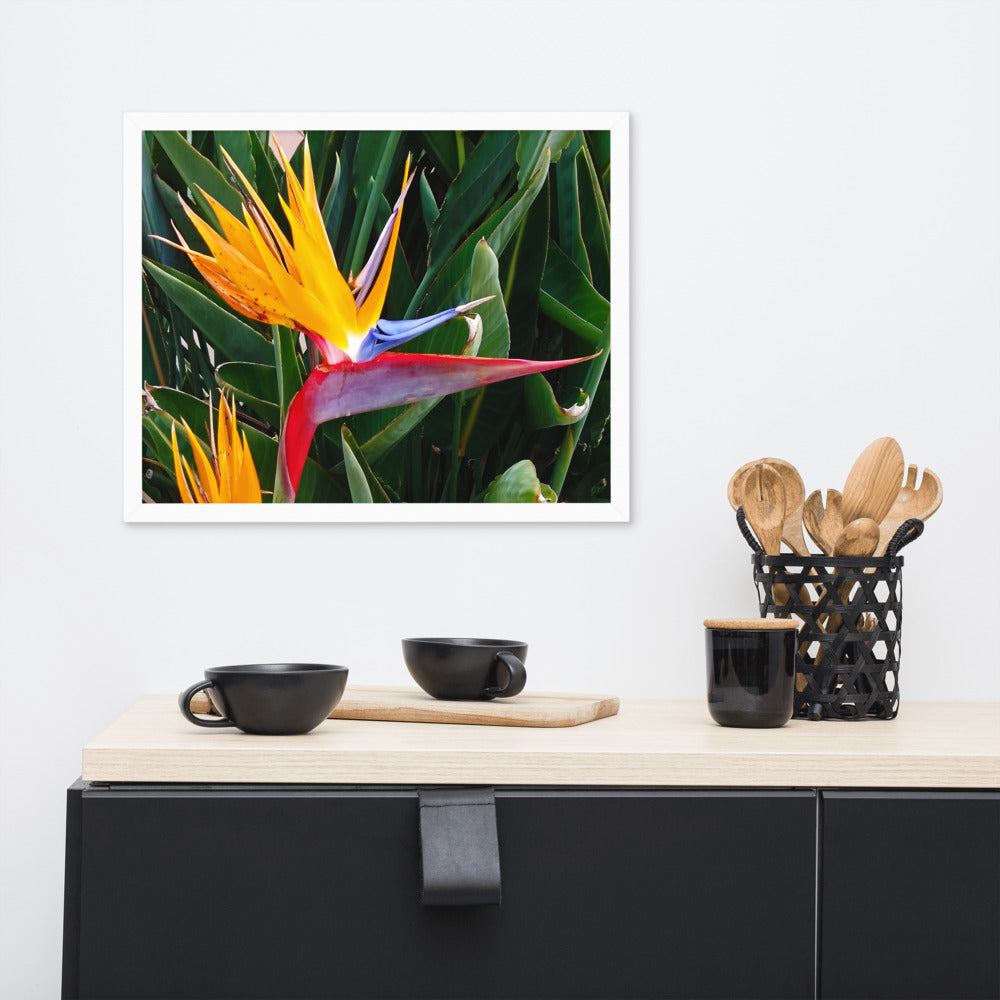 Bird of Paradise Original Colors Framed photo paper poster