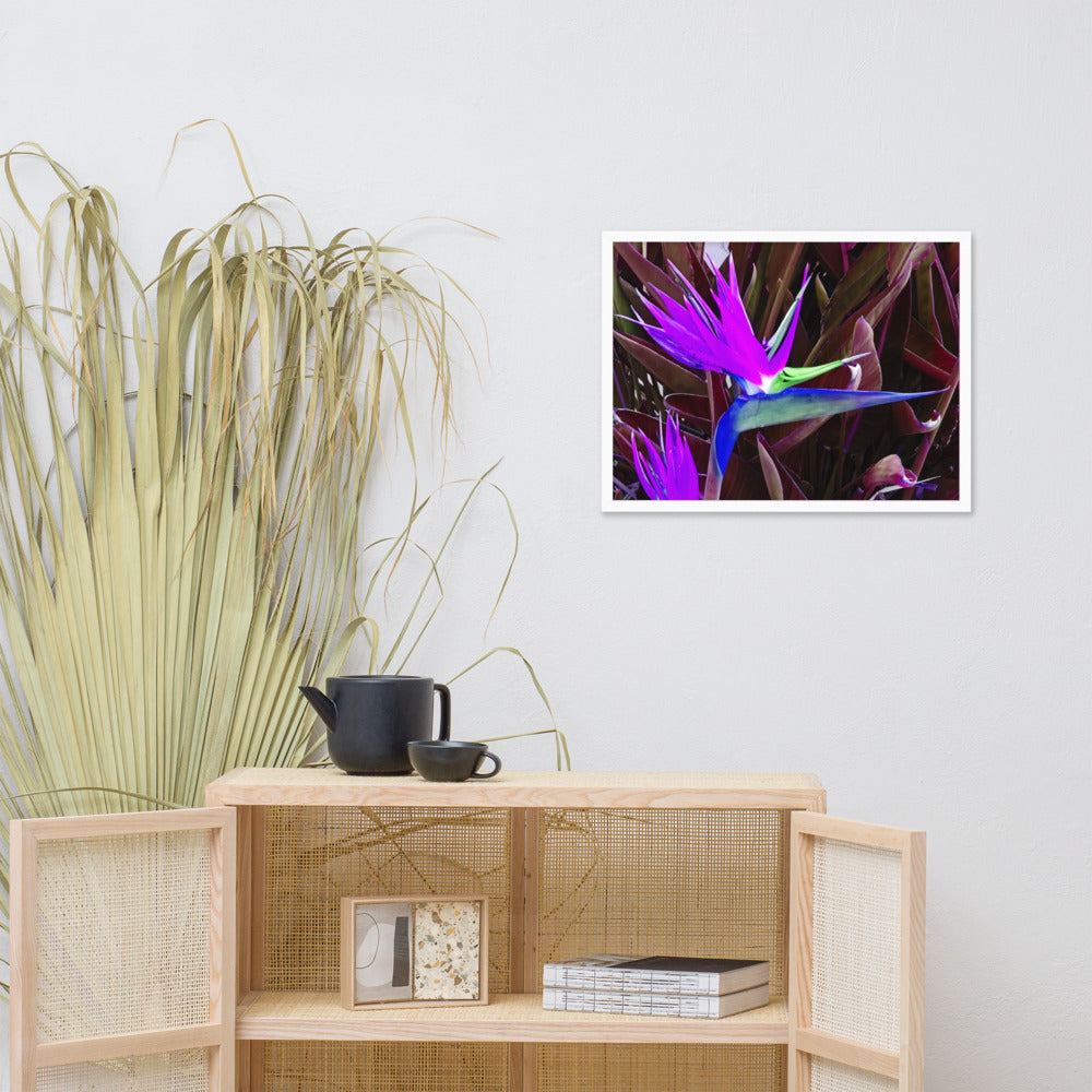 Bird of Paradise Purple Blue Framed photo paper poster