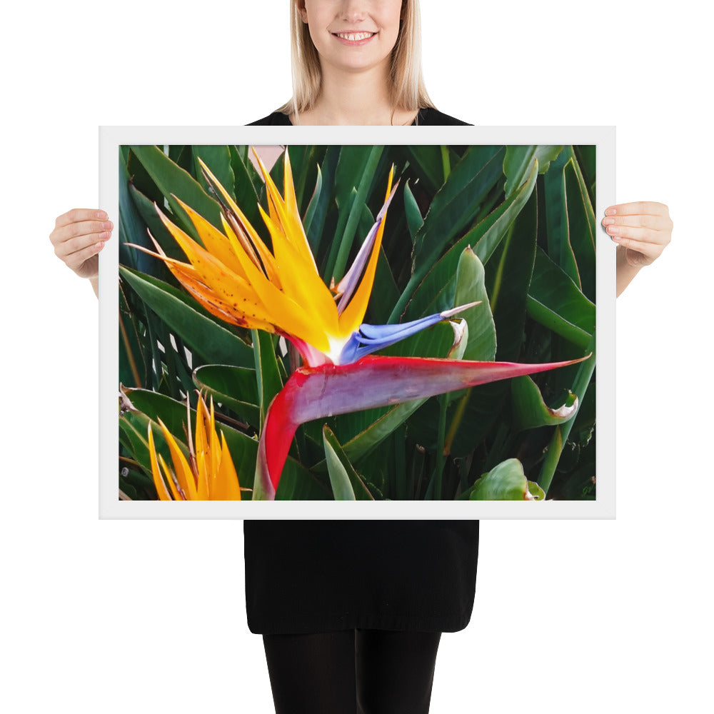 Bird of Paradise Original Colors Framed photo paper poster