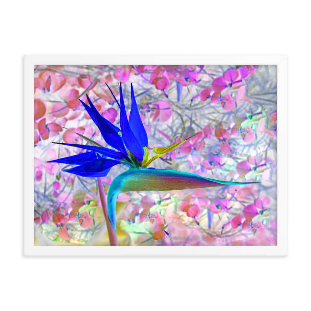 Bird of Paradise Pink Blossom Framed photo paper poster