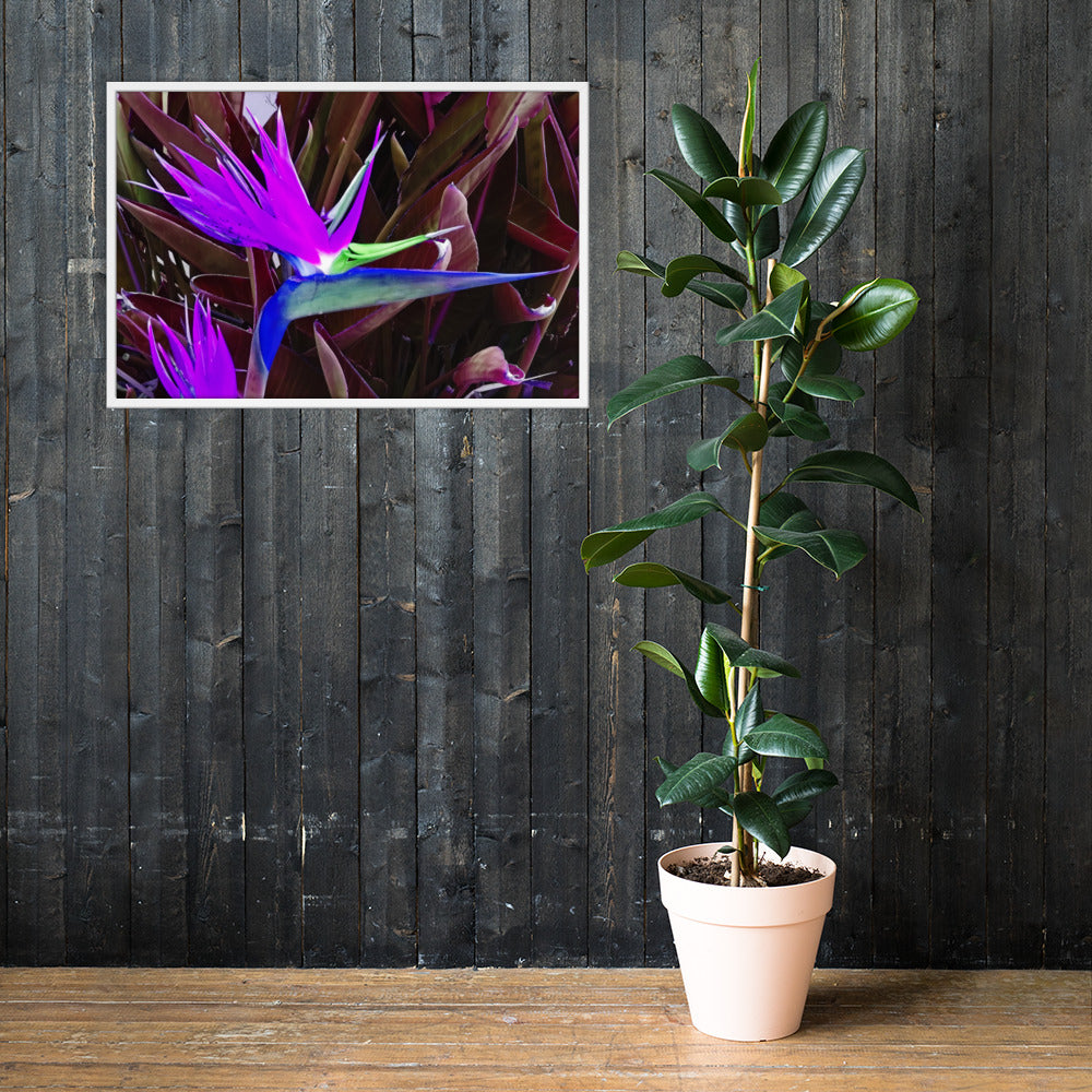 Bird of Paradise Purple Blue Framed photo paper poster