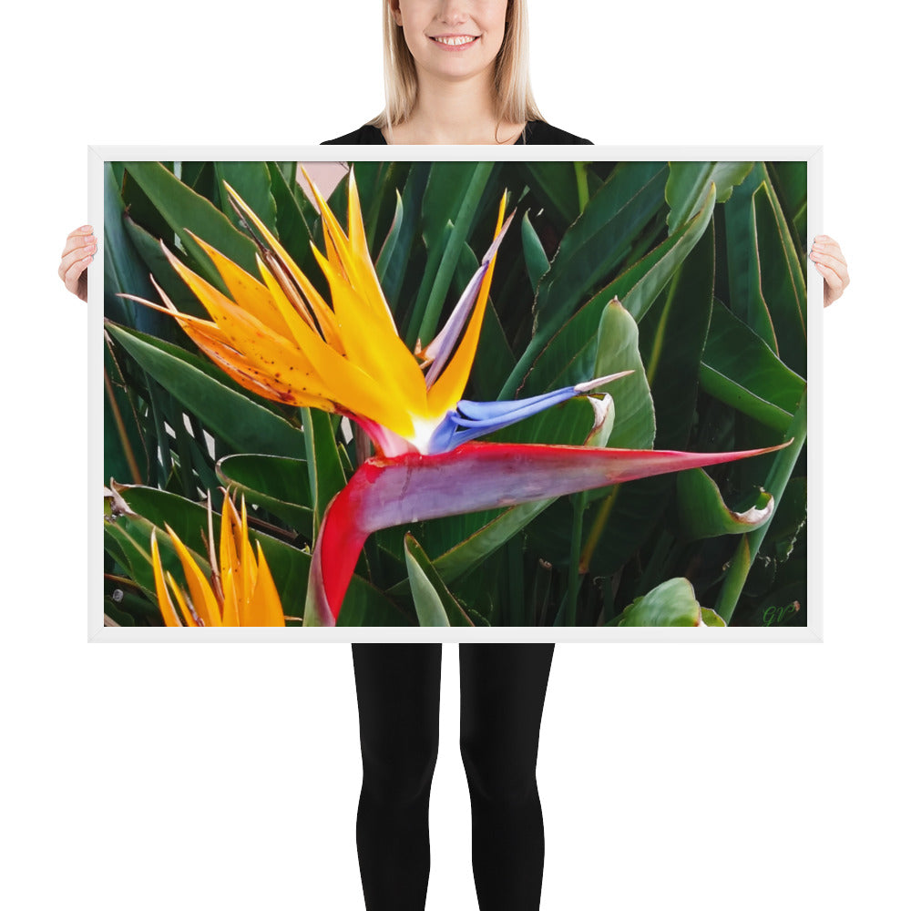 Bird of Paradise Original Colors Framed photo paper poster