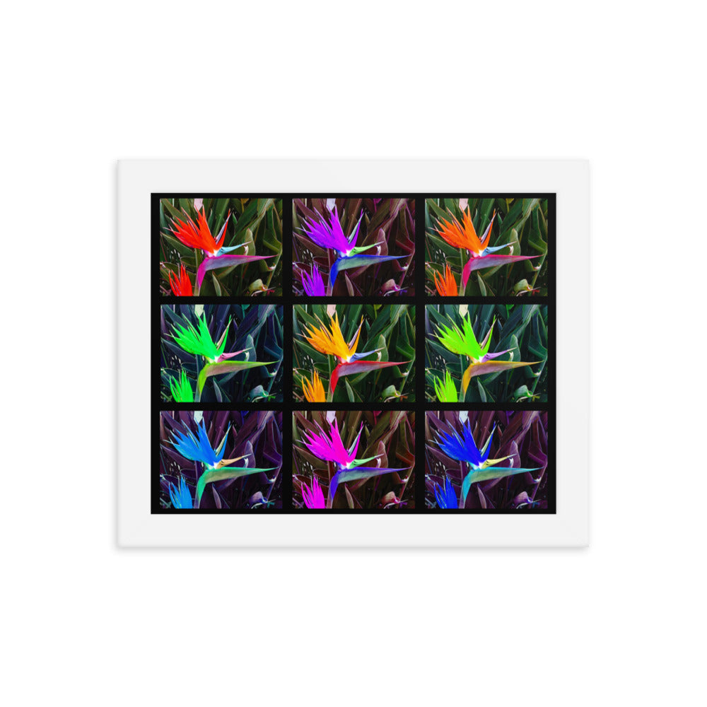 Bird of Paradise Collage Framed photo paper poster